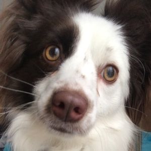 Meet your Posher, Abbey